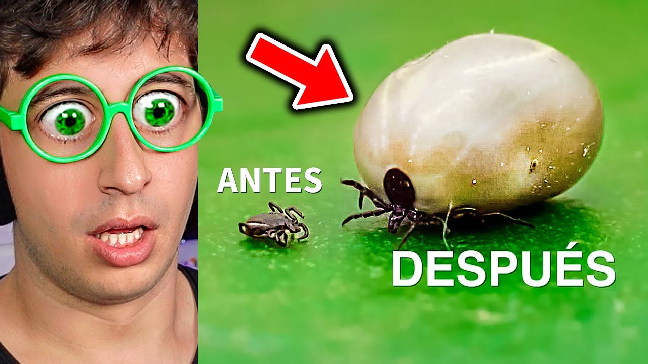 Qué Pasa con las Garrapatas? (Cosas que NO sabías hace 5 minutos)