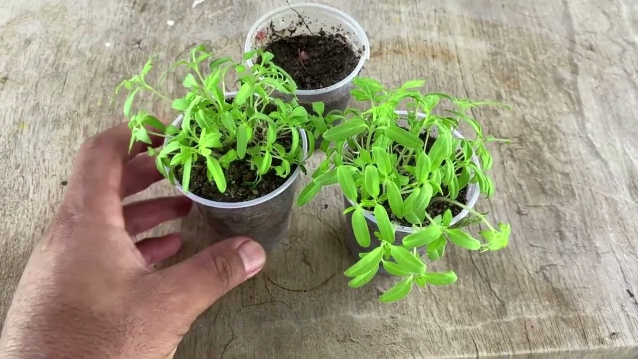 VOCÊ SABIA DISSO? Isso é uma MINA DE OURO - Mas poucas pessoas sabem!
