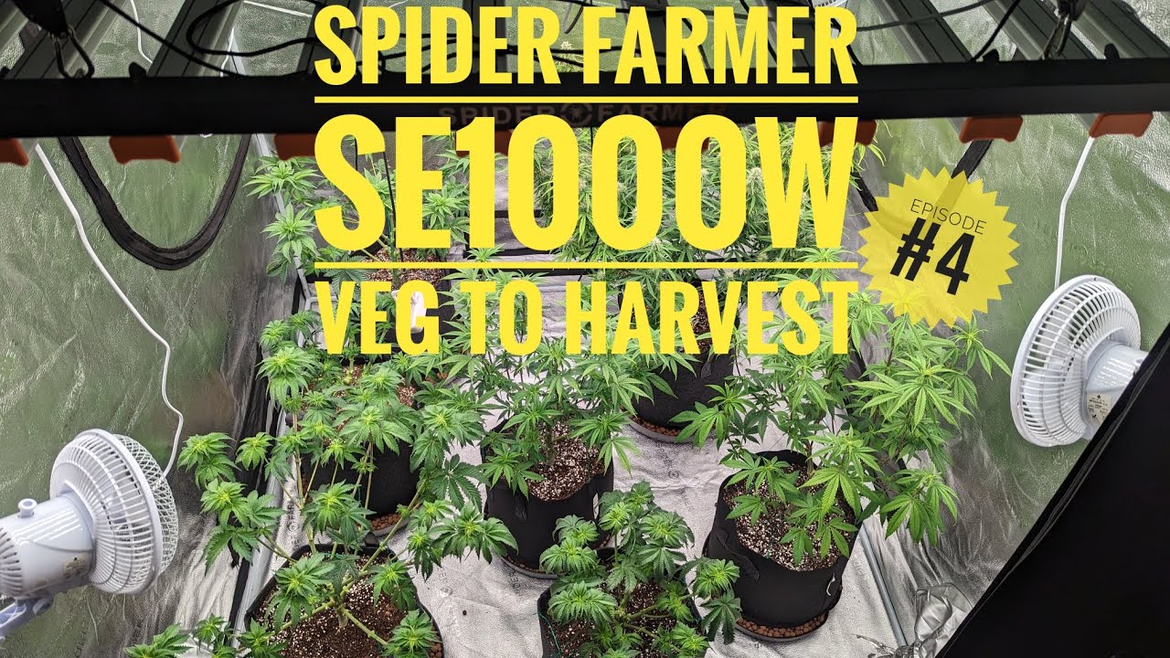 Spider Farmer SE1000W & Green House Seeds. Veg to Harvest. #4