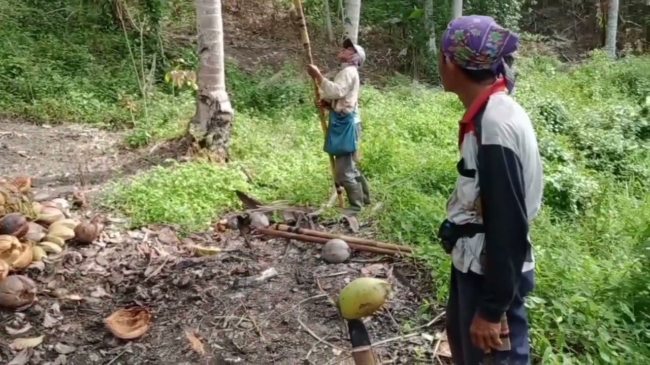 Ngunduh kelapa dengan hati hati tingkat tinggi di karnakan angin bertiup kencang