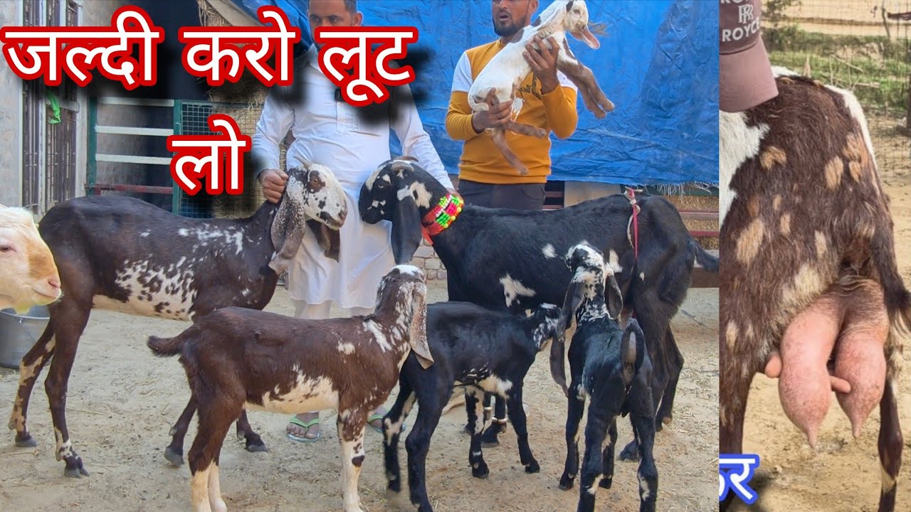 जल्दी करो आ गौ बकरियां बिकने के लिए 