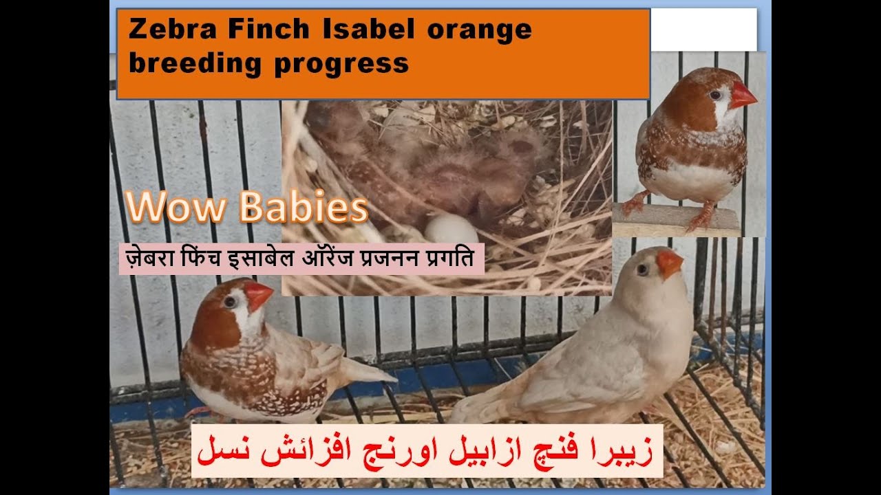 Zebra Mutation Finches Isabel orange pair breeding progress | Finches | Finch breeding setup | Birds