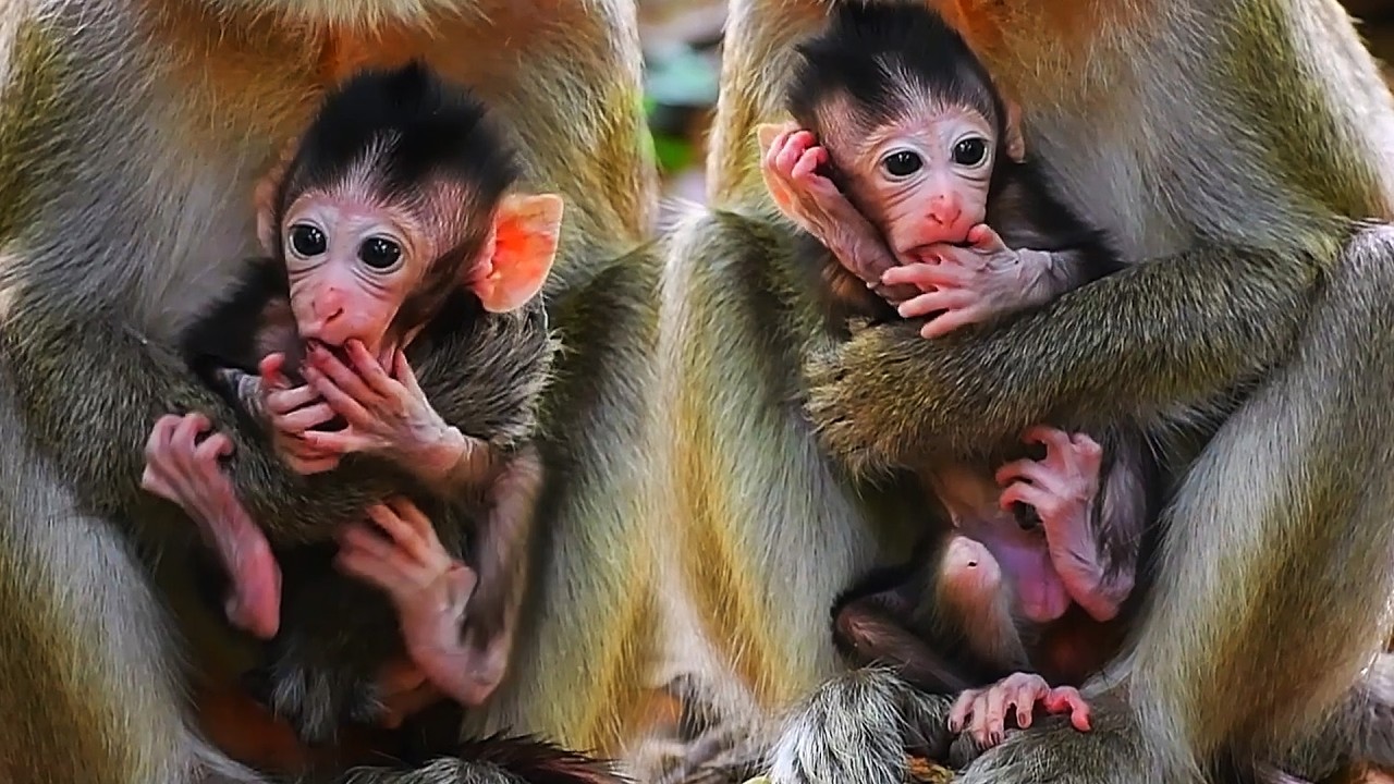 Adorable Wildlife 2026, Top Cute Moments Of Baby Monkey With The Best Care Of Mommy