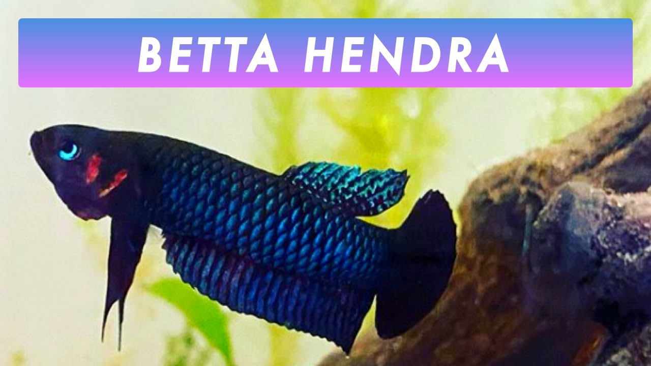 Our Male & Female Betta Hendra Couple Get a Fresh Aquascape! | Wild Bettas