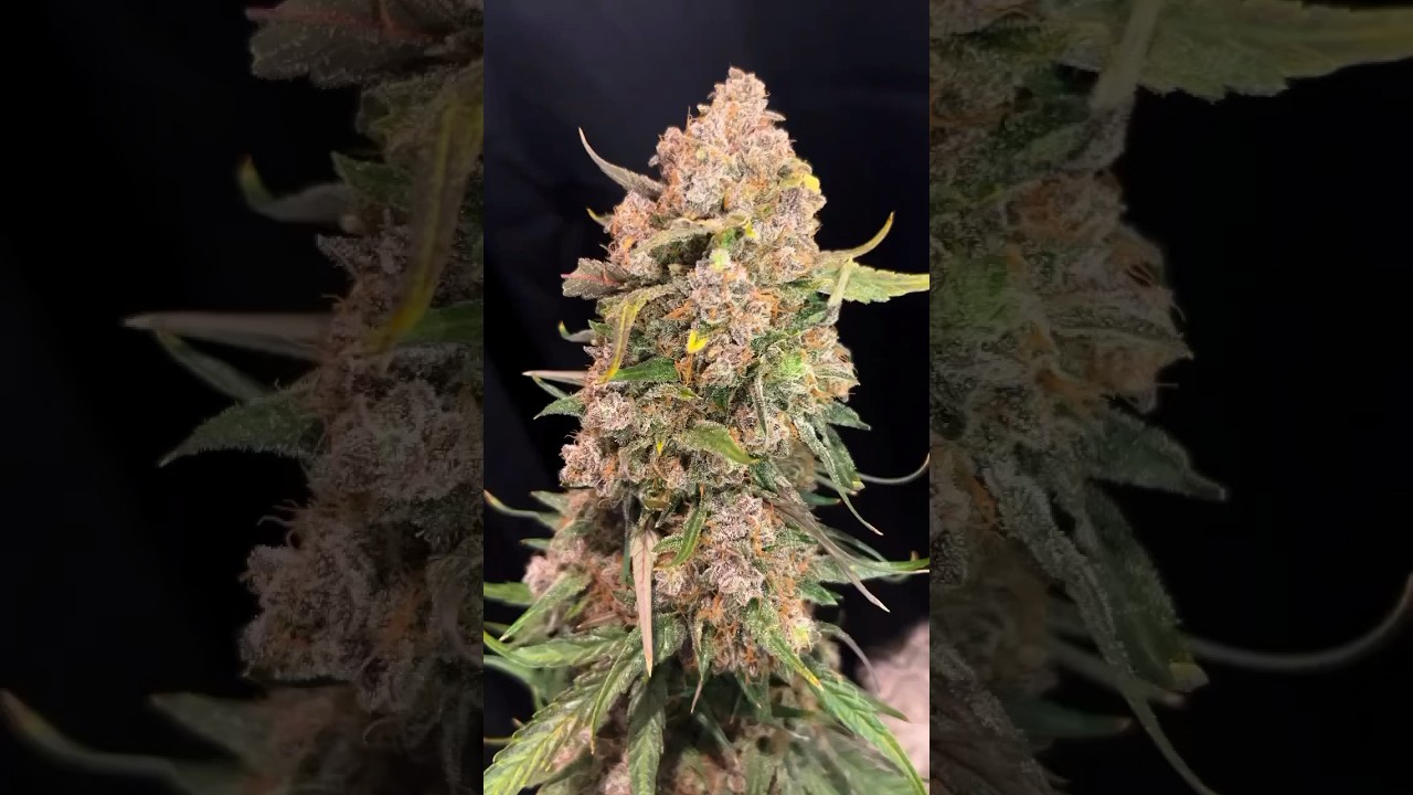 Apple strudel auto by @FastBudsGenetics  new drop (2024) 🔥🔥🔥 #fastbuds