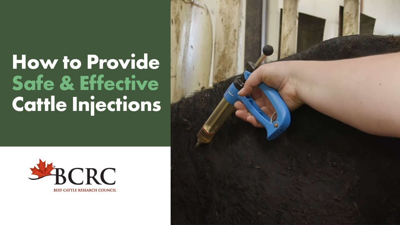 How to provide safe and effective cattle injections