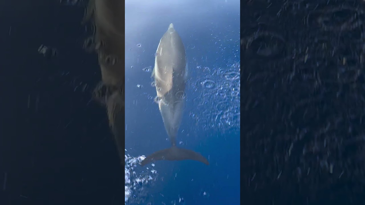Dolphins leading the way of the SeaPig