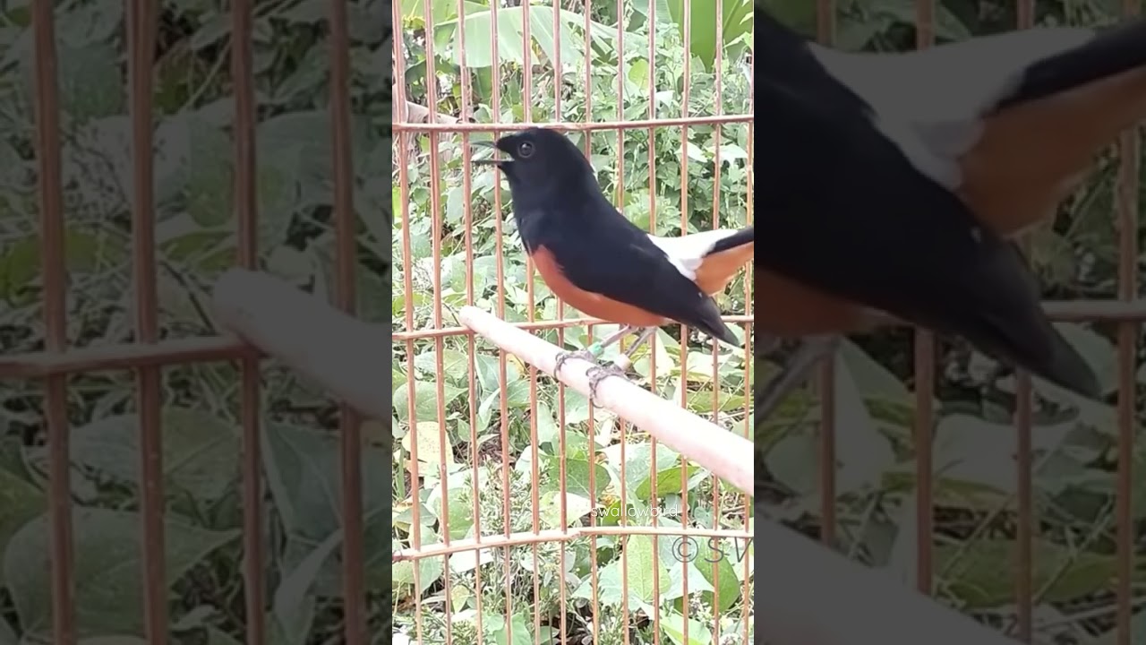 Amazing White-rumped Shama Bird Song Singing And Chirping