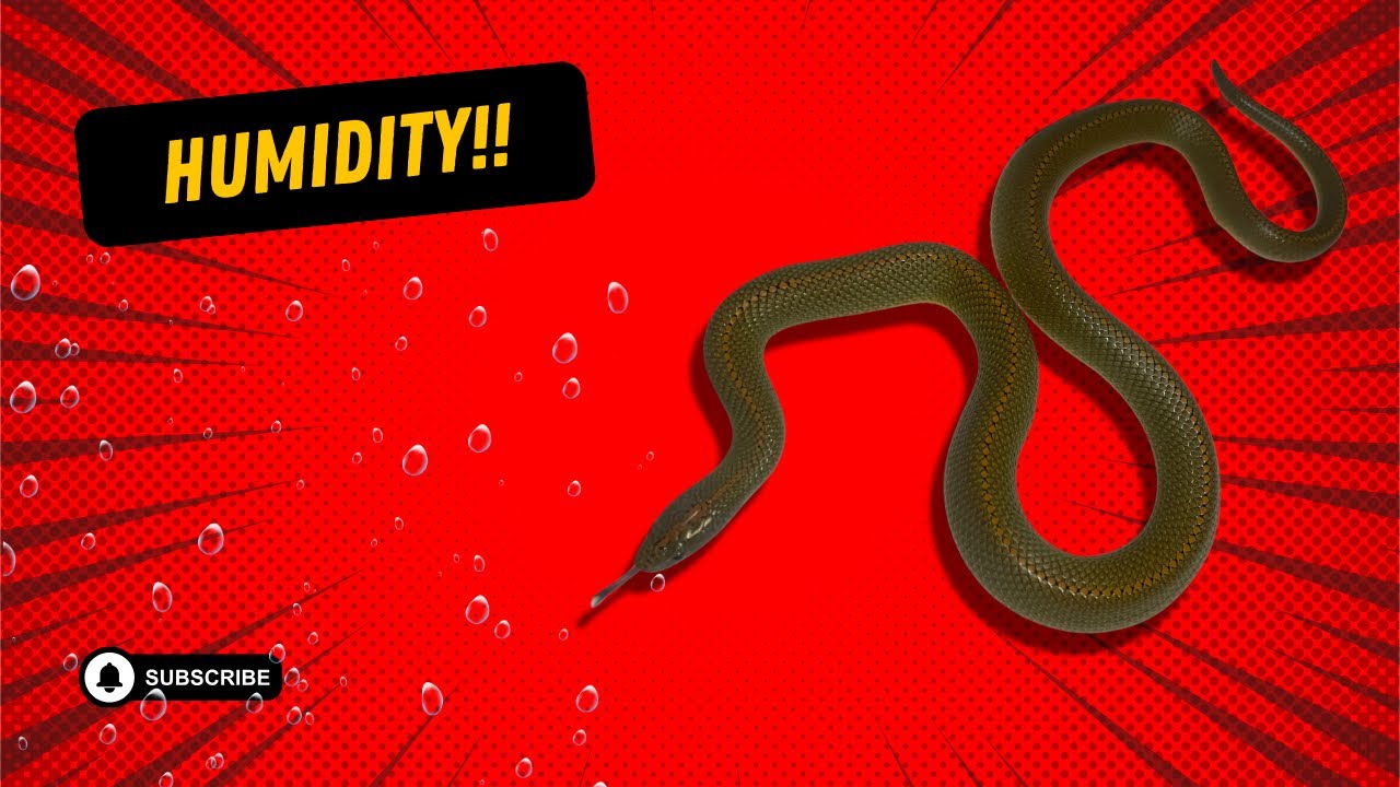 HOW TO CONTROL HUMIDITY #humidity #aurorahousesnake #snakes