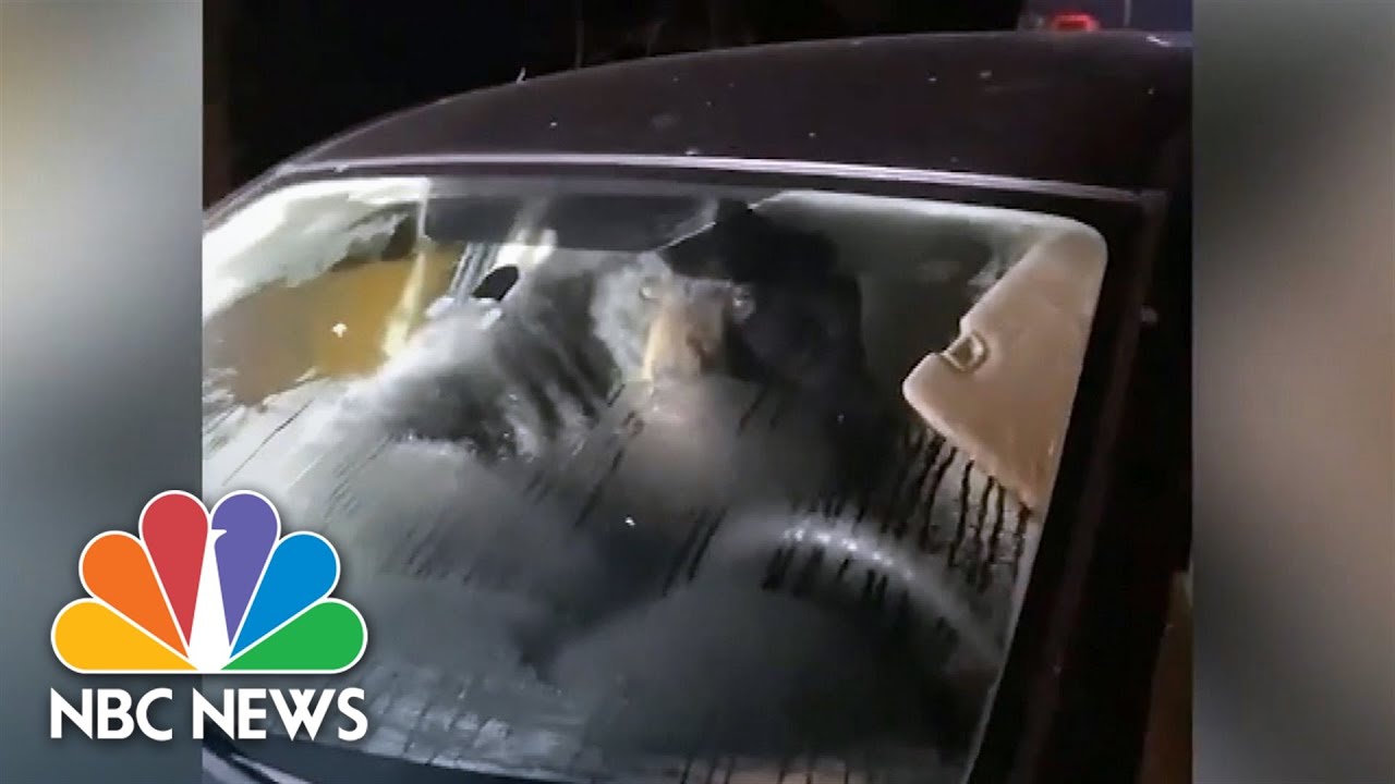 Connecticut Man Finds Bear Behind The Wheel Of Mother-In-Law's Car