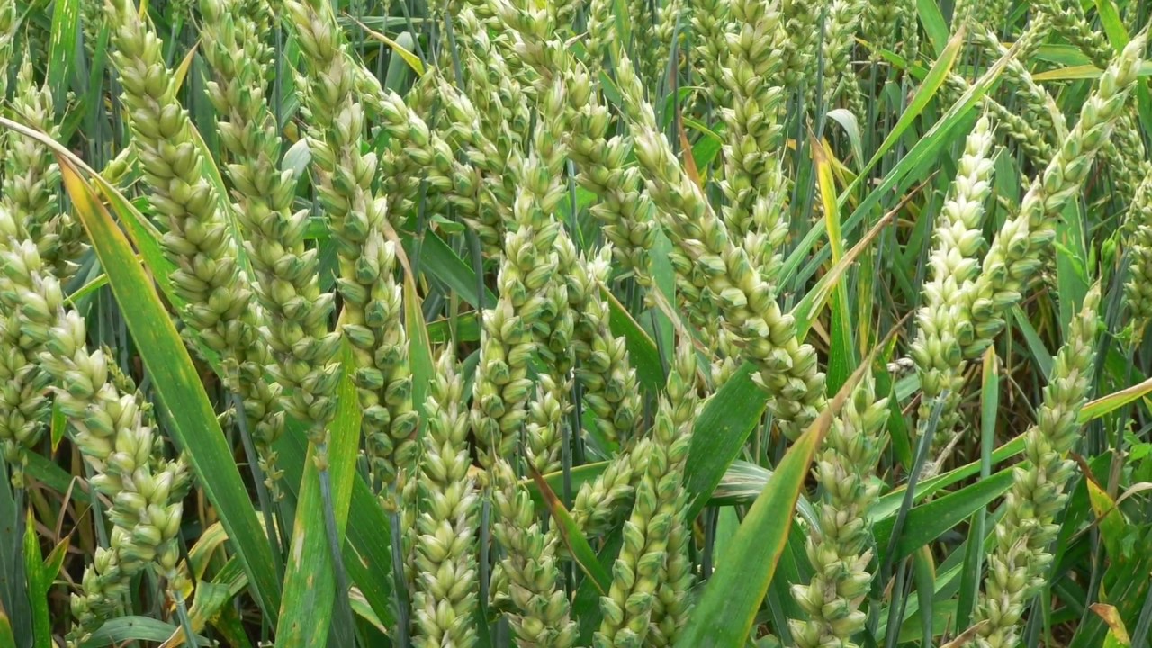 Korn, das in die Erde