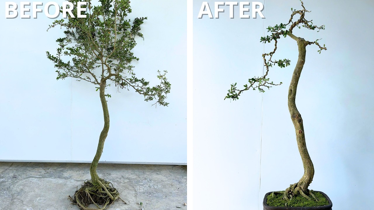 From Untamed Bush to Poetic Form – A Stunning Literati Style Makeover