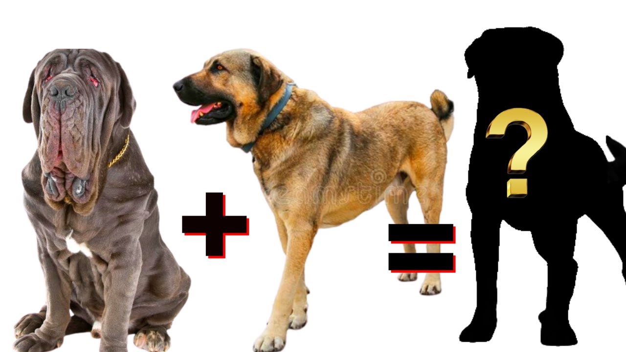 MIX de Mastiff inglês e mastim napolitano [Que você precisa conhecer]