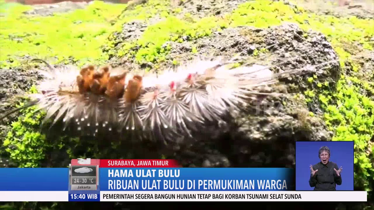 Serbuan Ribuan Ulat Bulu di Surabaya