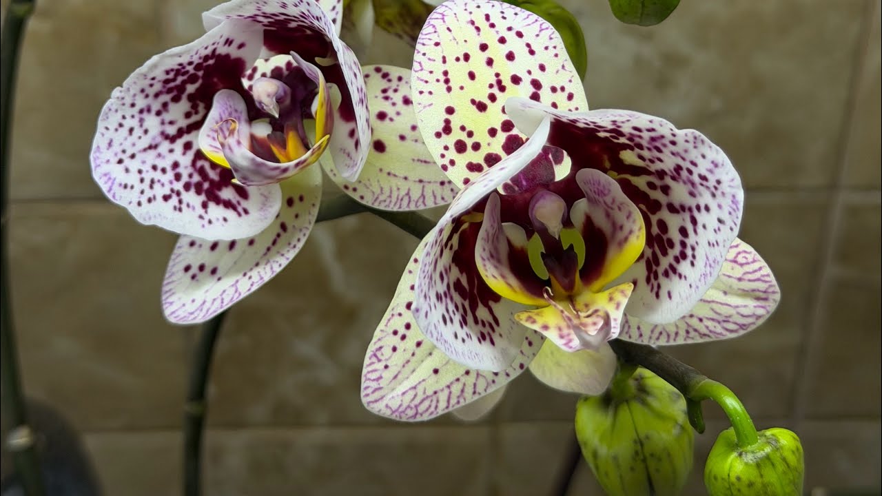 Влог. Цветущие 🦋 подростки в первом цветении #орхідеї #orchid #peloric 