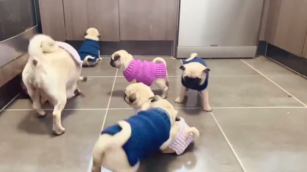 Mother pug disciplining her pups 🙈 / mom dog teaching her babies, even dogs have annoying kids