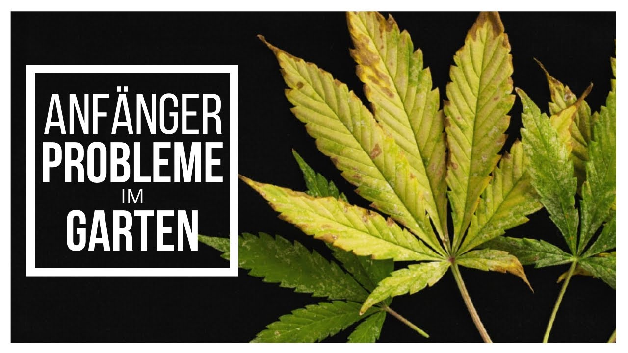 Typische Anf&auml;ngerfehler im 🥦 Garten - Was du wissen solltest!