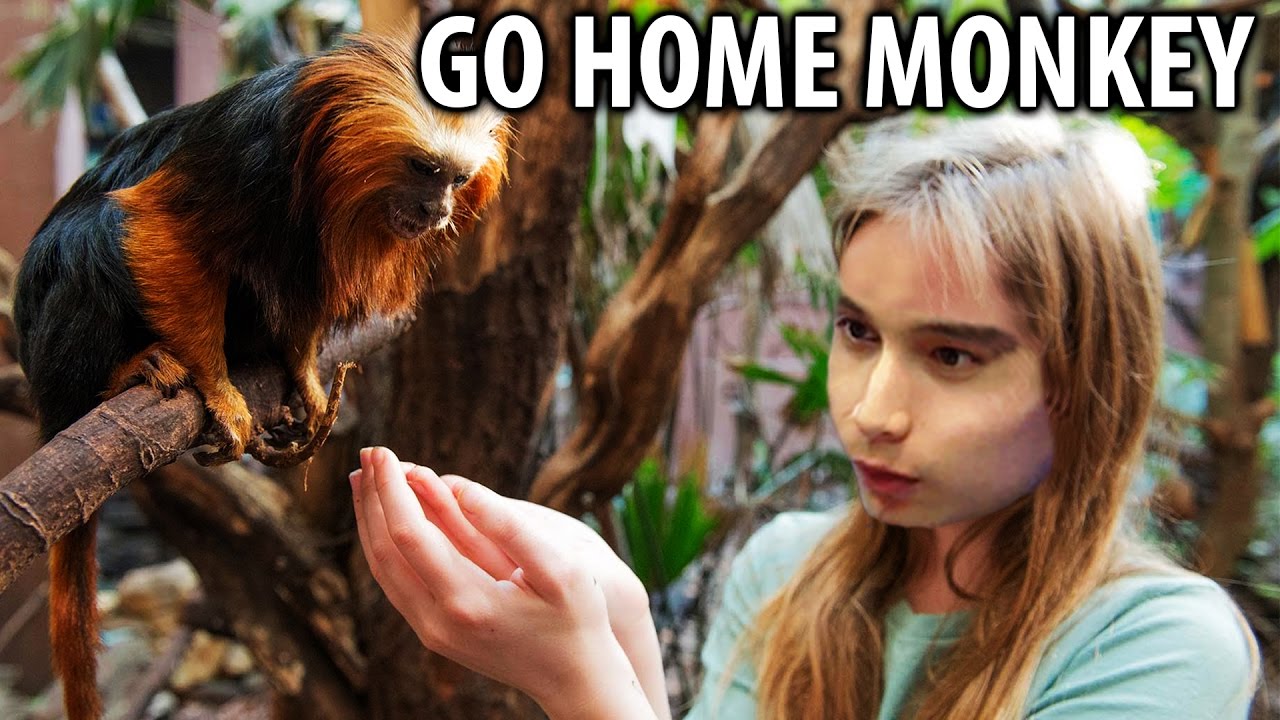 SingSing Dota 2 - Just Go Home Monkey (12 Dec, 2016 Stream)