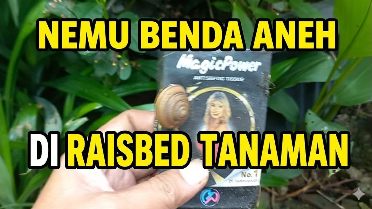 LAGI BERSIHIN RAISE BED TANAMAN KOK NEMU BENDA INI ?