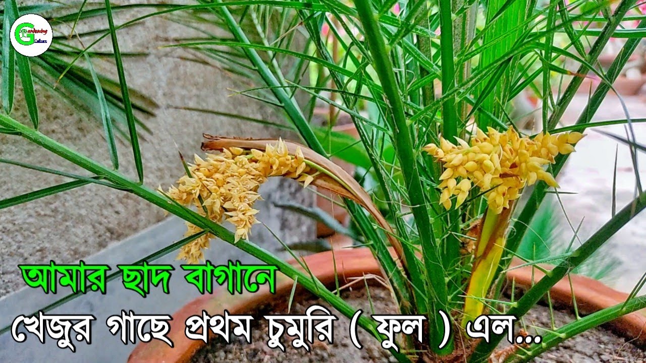 আমার ছাদ বাগানে খেজুর গাছে প্রথম চুমুরি ( ফুল) এল || Presented by Gardening Culture...