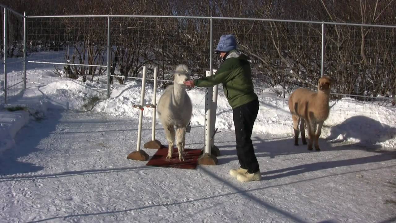 Alpaca Enrichment Mazes, Jumps, Obstacles