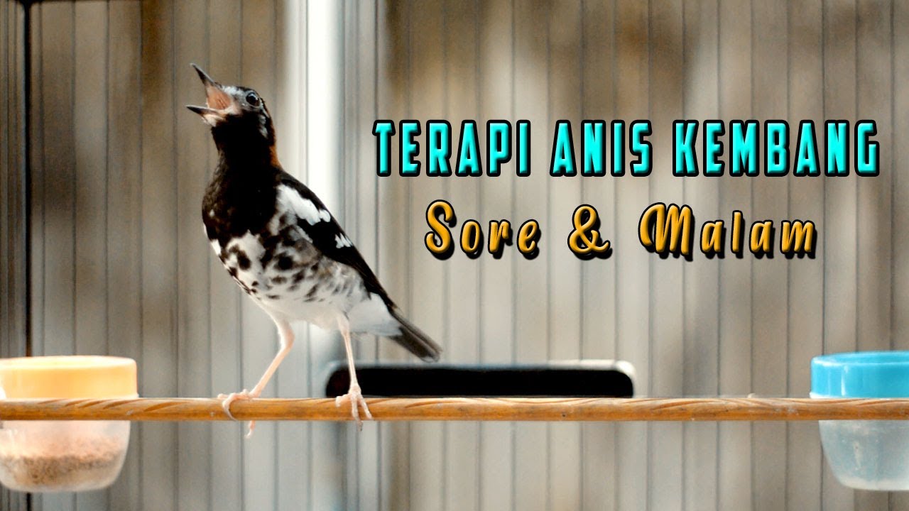 PAS UNTUK TERAPI ANIS KEMBANG SORE DAN MALAM HARI AGAR CEPAT BUNYI