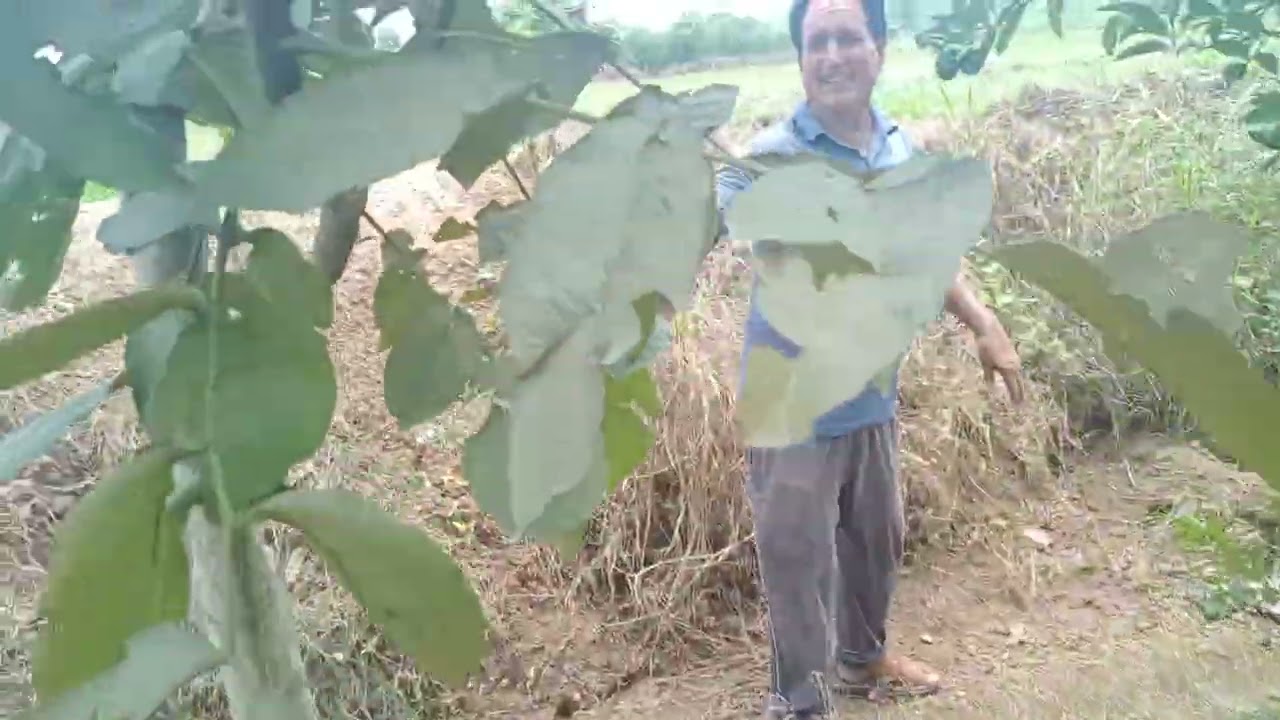 Ayesha Plantec 4 lakh ka or munafa milne bala hai uncle ji ko Bampar paidawar nimbu mai 9805954043
