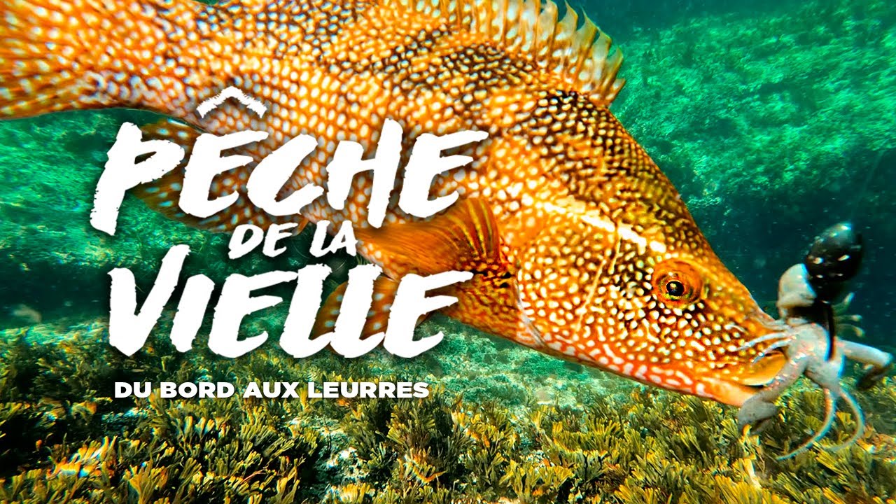 La pêche de la vieille depuis le bord aux leurres souples