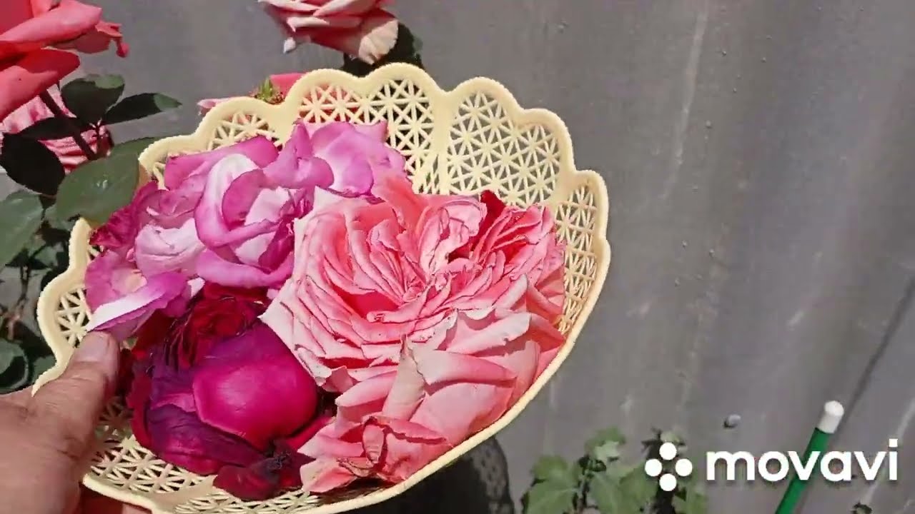ФЕРМЕНТИРОВАННЫЙ ЧАЙ - простой рецепт из лепестков РОЗЫ.Чай из лепестков РОЗ (ферментированный)