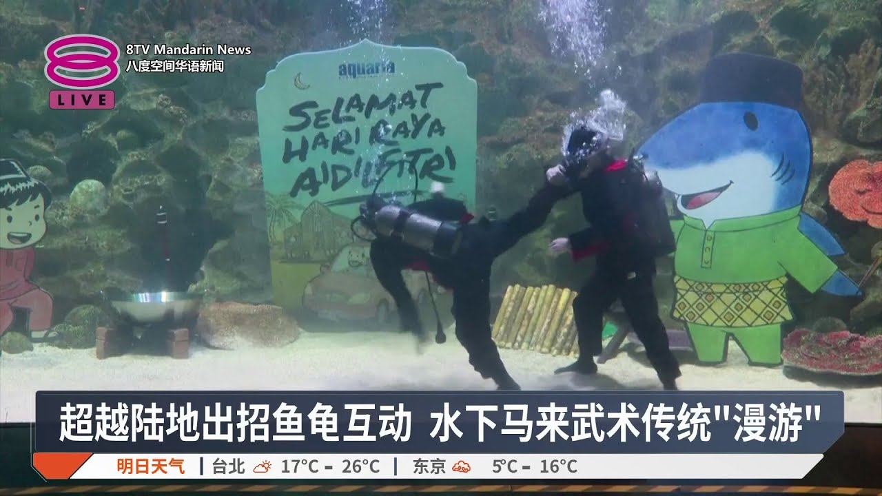 超越陆地出招鱼龟互动 水下马来武术传统