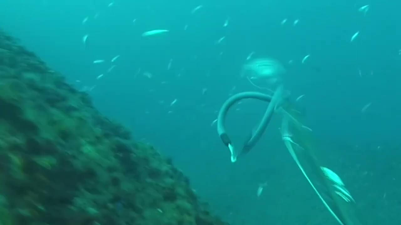 Doradas mansas em Sagres 12/2024