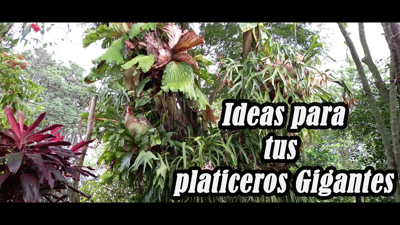 PLATICEROS GIGANTES maravillosas ideas. Santa Elena. Einstein Serna. 3173134686 -  3116239407. 🏡🌳🌱🌿⚘