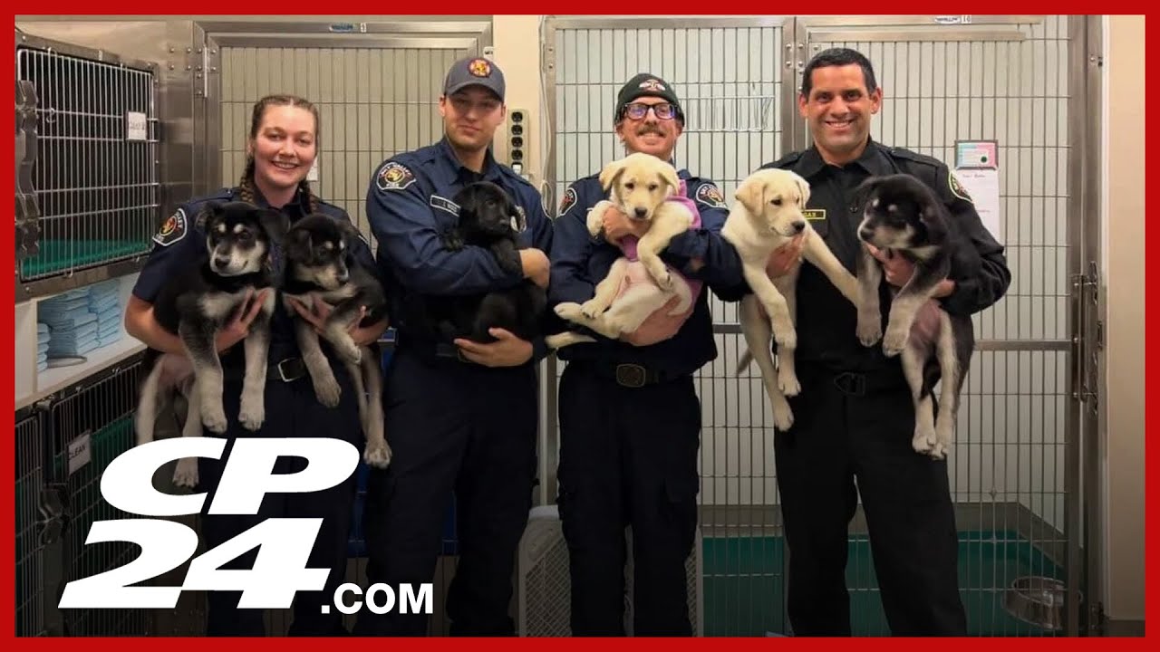 Firefighters save puppies from suspected fentanyl exposure