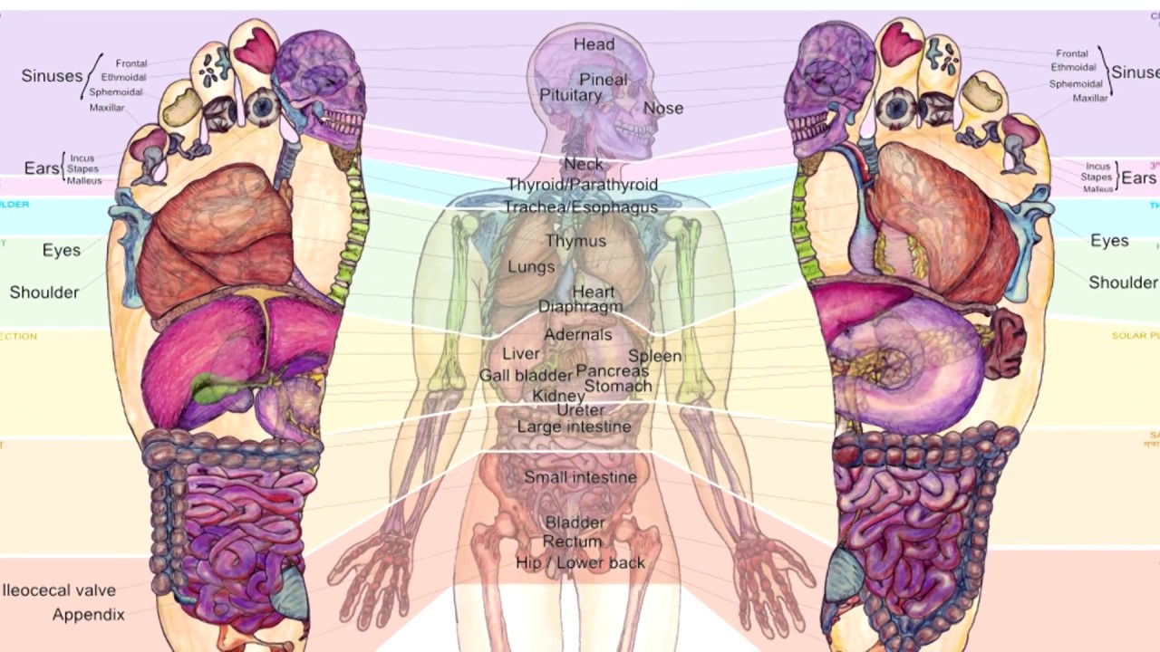 Reflexology foot chart 2018 update from Balancing Touch