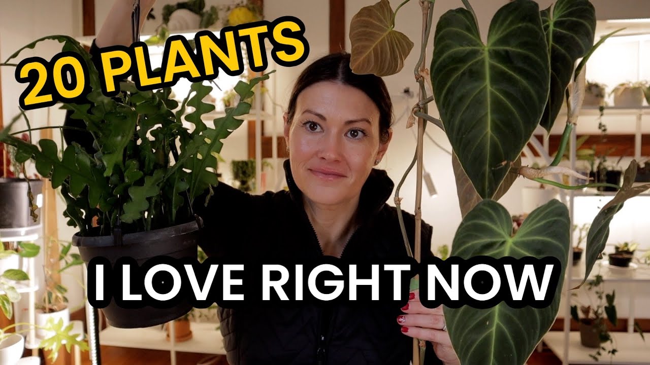 20 Plants I Love Right Now