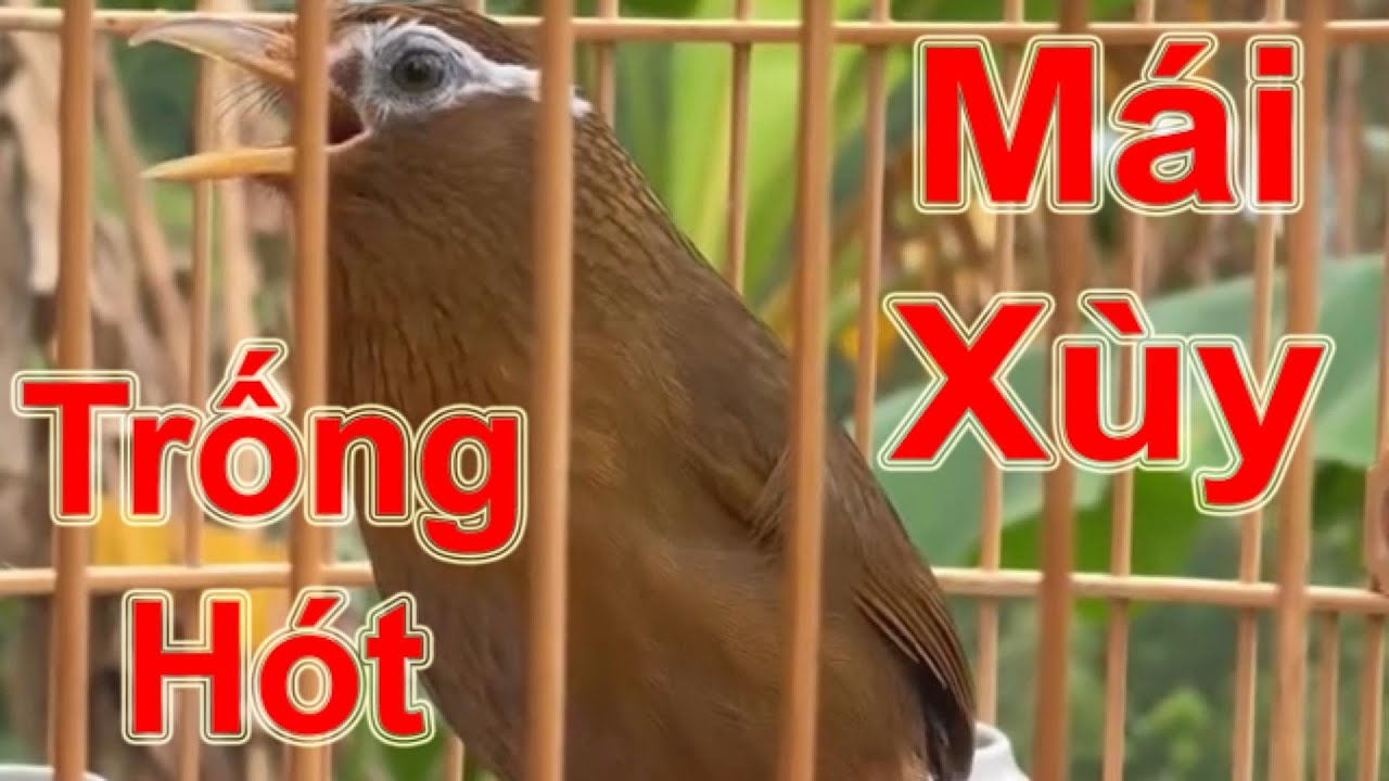 Họa Mi Trống Mồi Hót Hay – Mái Xùy Đầy Cảm Xúc Gọi Trống
