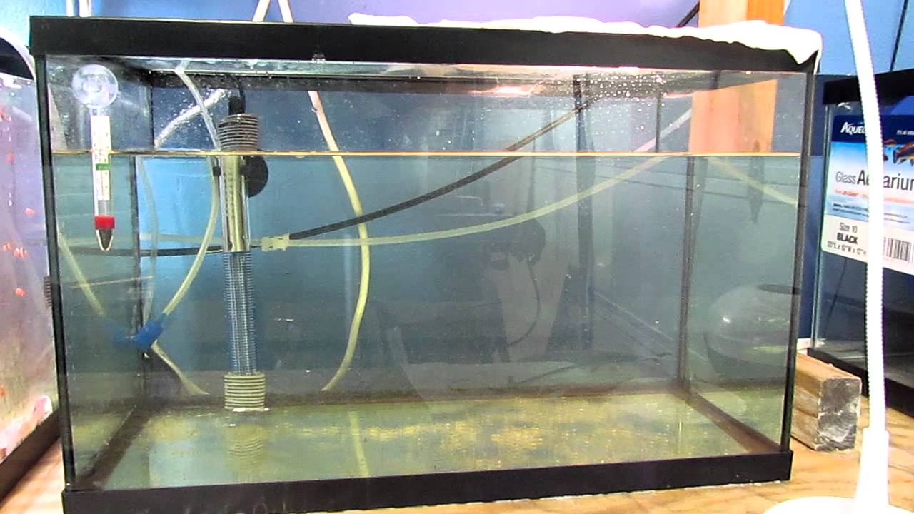 Raising clownfish past metamorphosis day 2