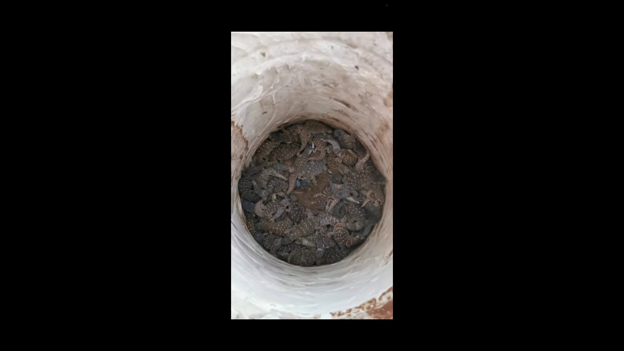 إنشاء محمية جديدة للضبان 2020 الدوادمي Create a new Uromastyx reserve #ضبان #محميات_حيوانات_برية