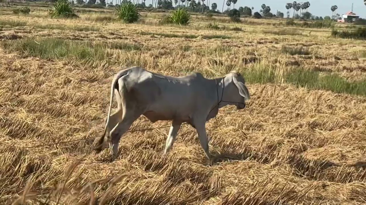 View of mixed-species cattle grazing on grass