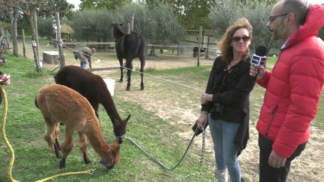 IDEAPLUS-Chianciano Terme: ALPACA experience