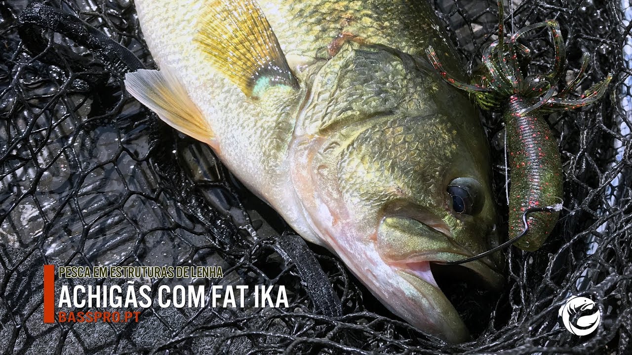 ACHIGÃS COM YAMAMOTO FAT IKA