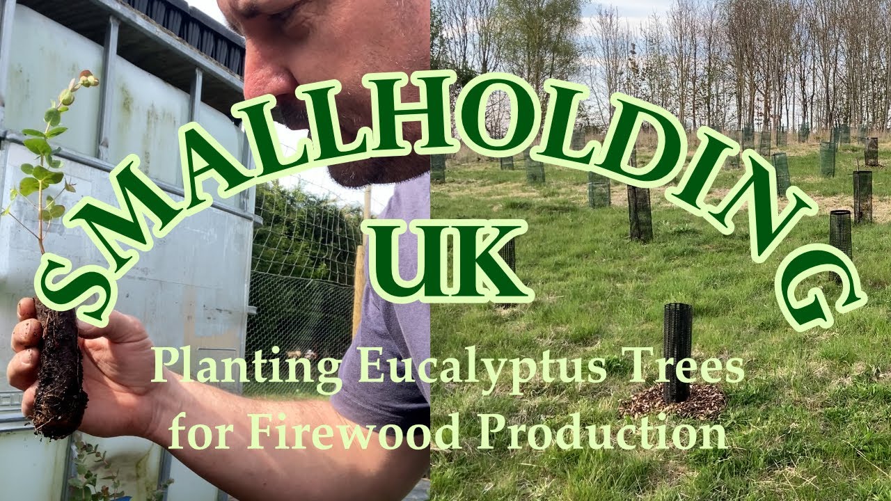 Planting Eucalyptus Trees for Firewood Production