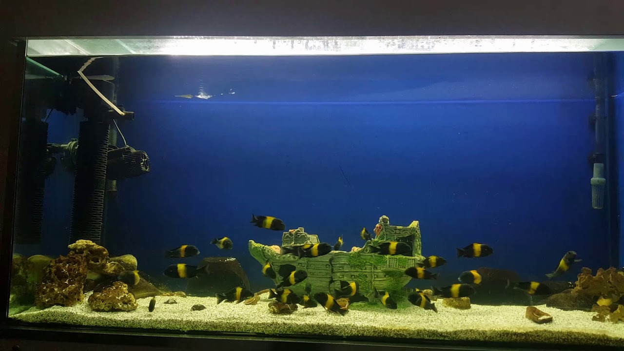 Tropheus Black Kriza Ana&ccedil;ları
