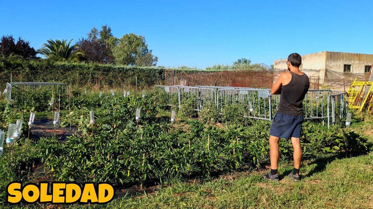 [DIARIO DE CAMPO CAP. 38] Soledad, recados por el pueblo y sandías como cabezas