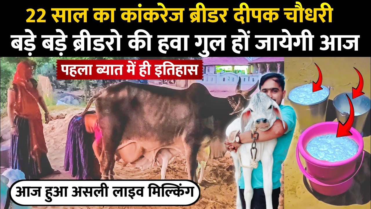 🔴 Live Milking: पहले बेतर की कांकरेज़ ने दूध की सुनामी लाई 😱। Kankrej Cow in Banaskantha।।