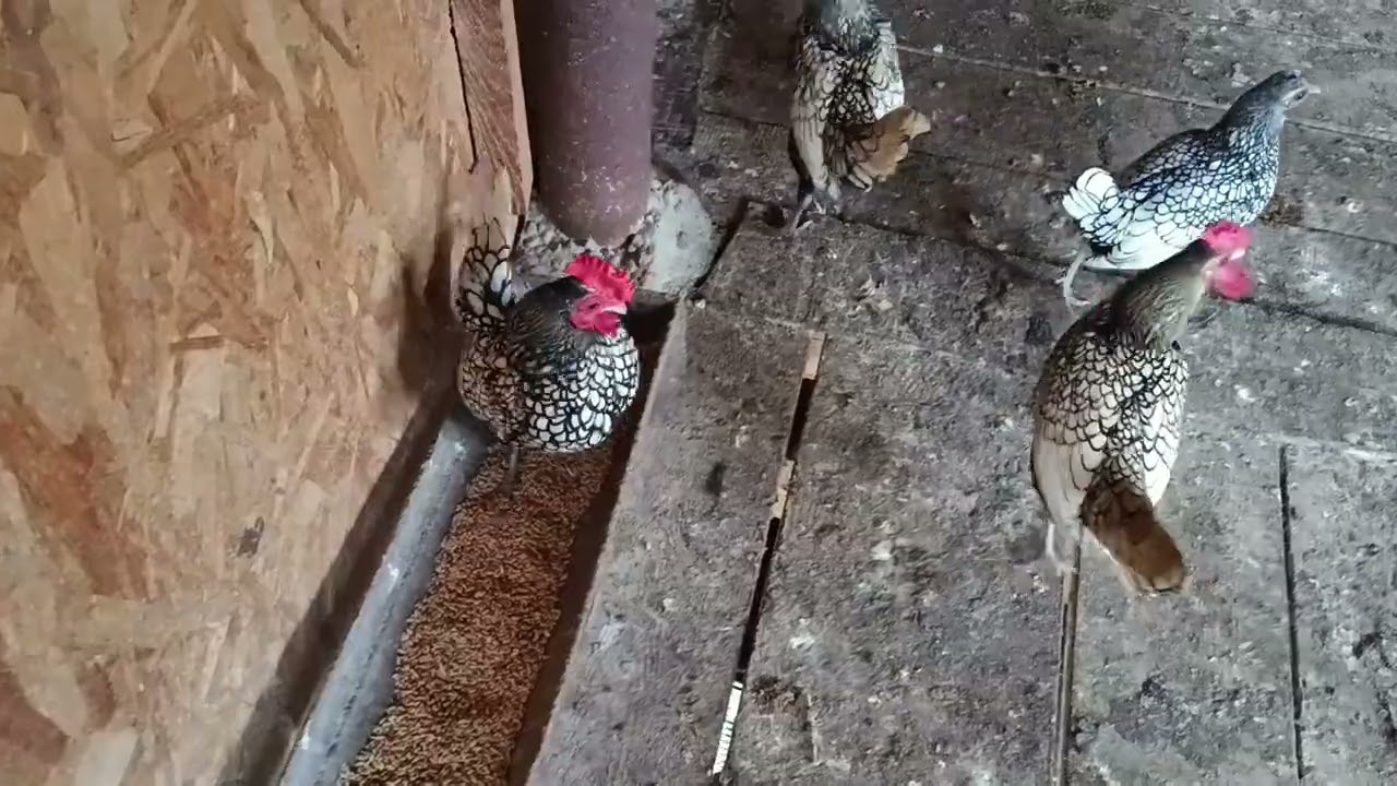Matca găini pitice sebright pt 2026 