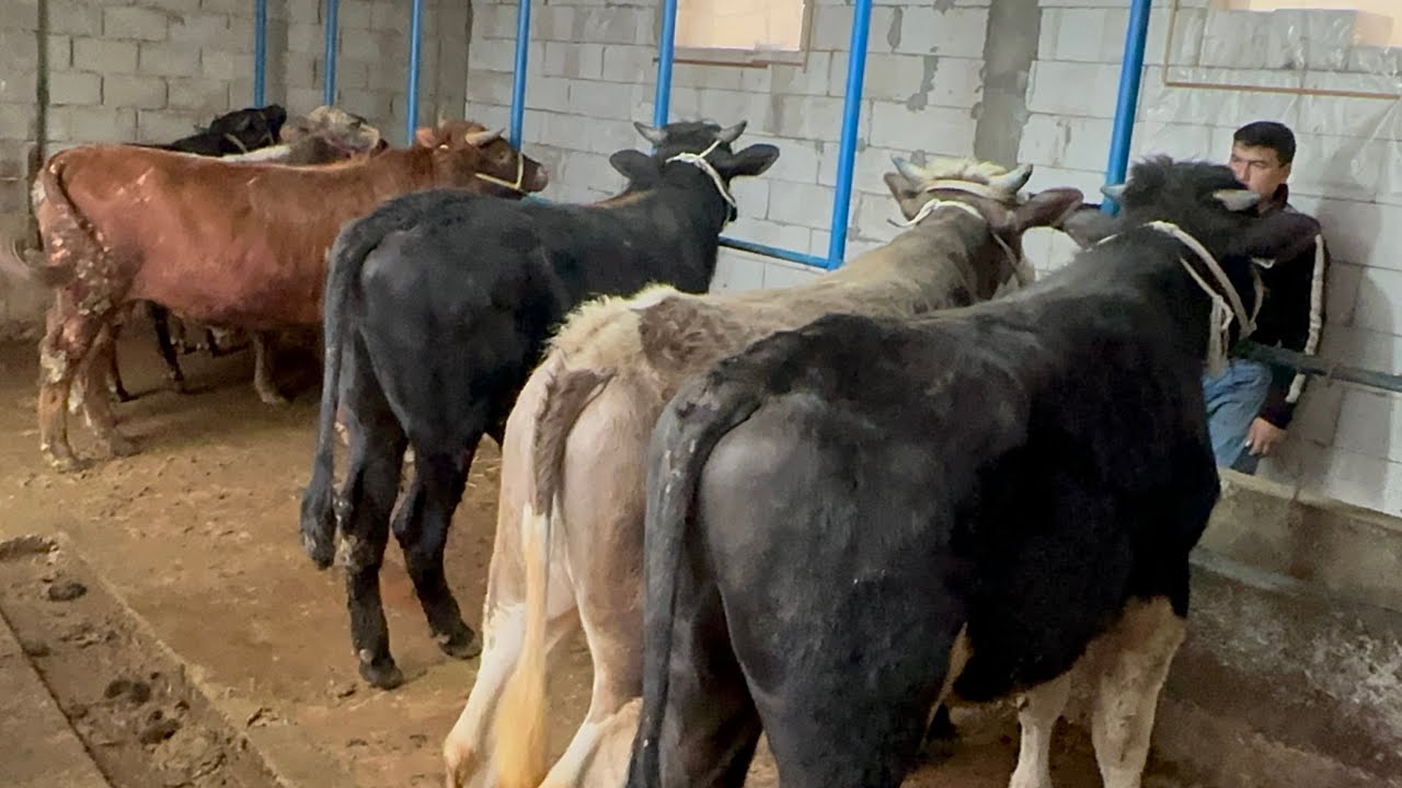 SHUHRATBEK AKA YANA QAYTTI  ULGURGAN ULGURDI SHOSHILING 