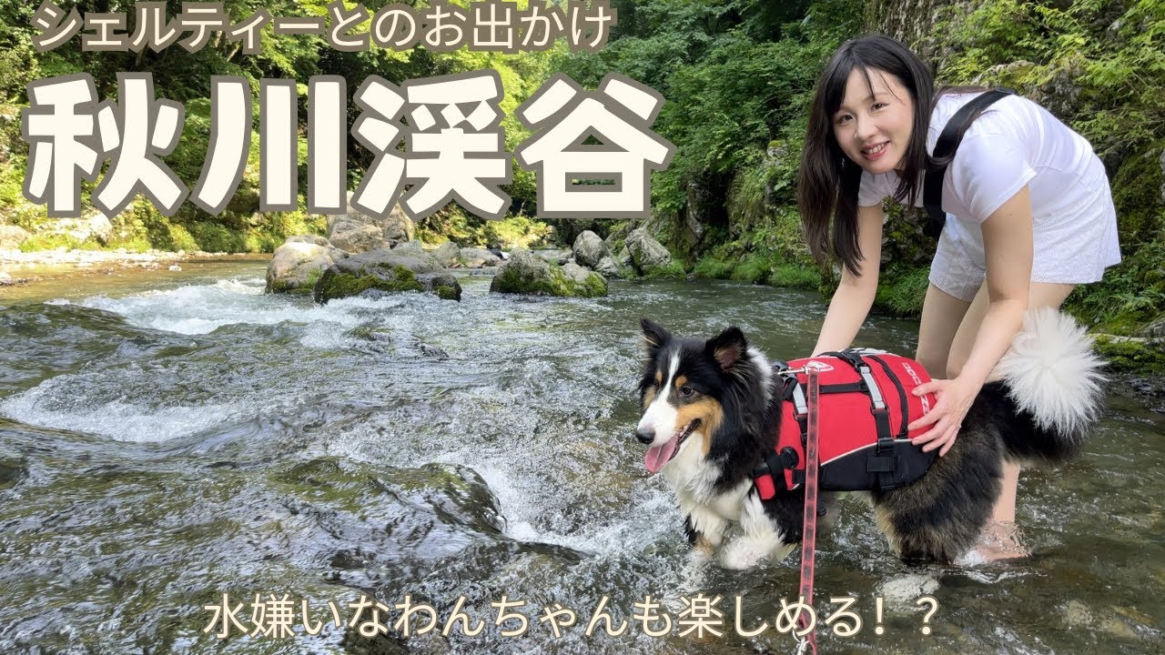 【🐶シェルティーとおでかけ】猛暑が厳しい2024年夏・・・秋川渓谷に愛犬を連れて逃避！(taking Shelties to Akikawa Valley to chill)