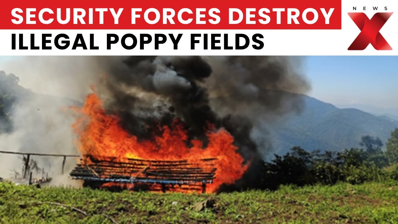 Anti-Drug Operation: 35 Packets of Poppy Processing Materials Destroyed in Kangpokpi | NewsX