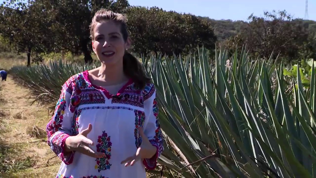 Tequila Orgánico. La bebida de agave azul  y jima van al futuro. Preservar campos y sabor.